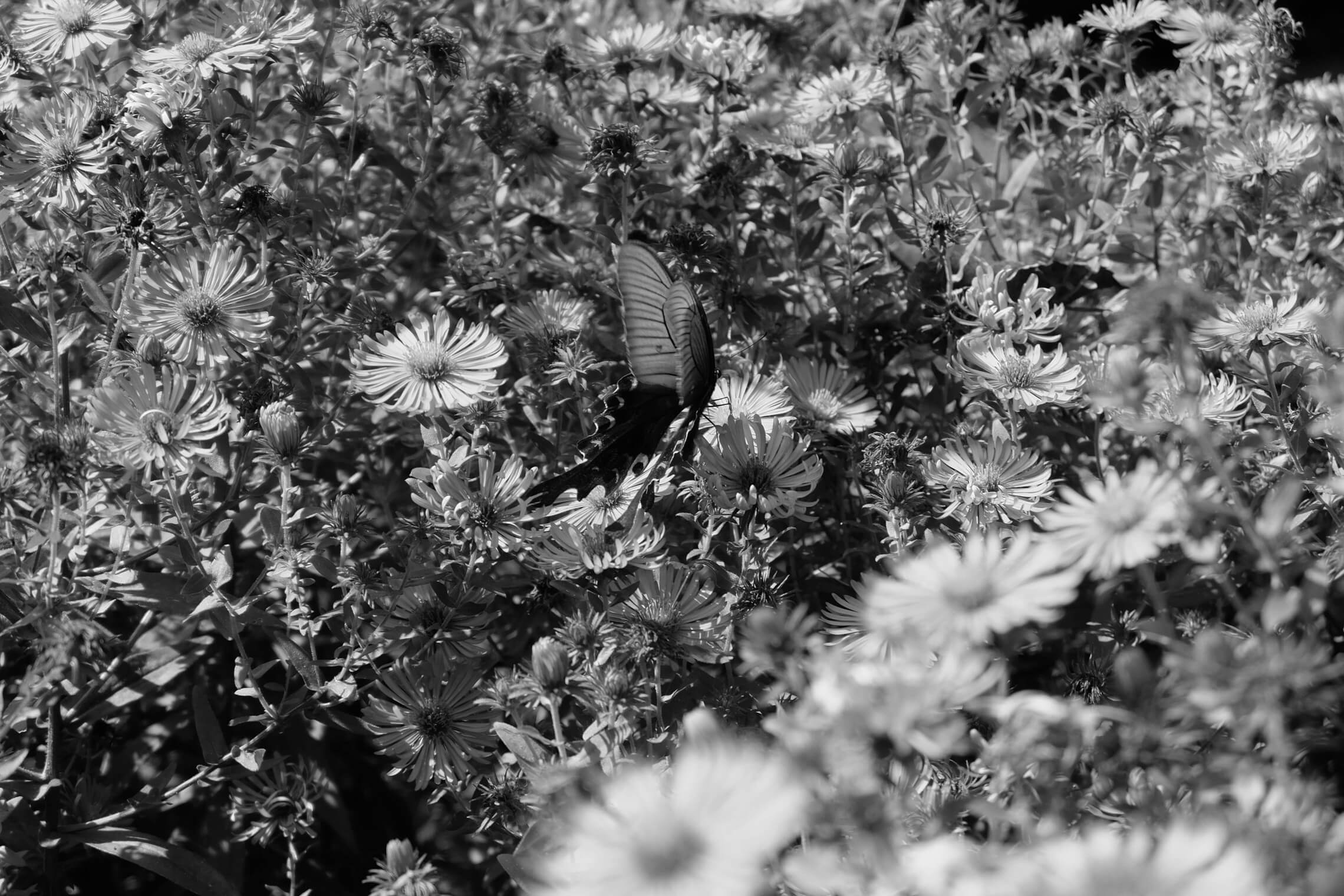 North Korea Gallery - Image 22