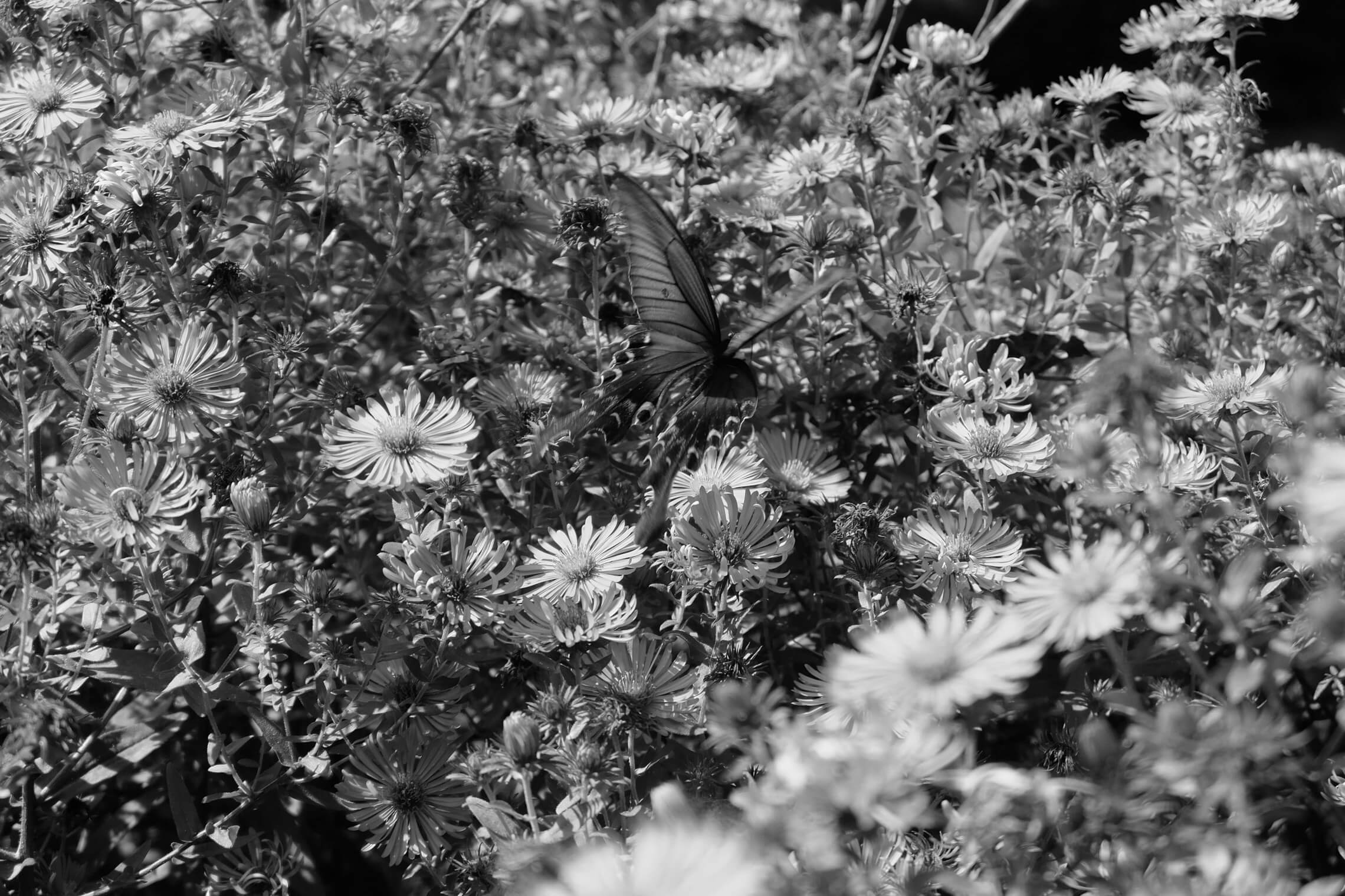 North Korea Gallery - Image 23